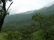 Grassland and shola habitats.