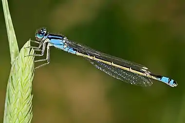 Image 13Common bluetailPhoto credit: Fir0002The Common bluetail (Ischnura heterosticta) is a small Australian damselfly of the family Coenagrionidae. Most males have blue eyes, blue thorax and a blue ringed tail. The females are green or light brown.More selected pictures