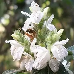 close-up of the flowers