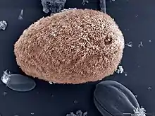 Isotricha intestinalis, a commensal ciliate in the rumen of sheep