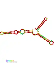 istR Hfq binding RNA:  Predicted secondary structure taken from the Rfam database. Family RF01400.