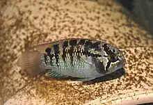 Ivanacara adoketa, a dwarf cichlid from Brazil