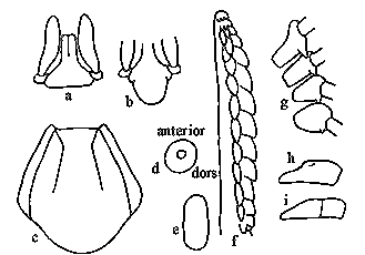 Anatomical features of the nymph of Ixodes holocyclus