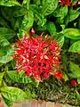 Ixora coccinea