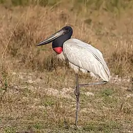 Jabiru (Jabiru mycteria) 2.JPG