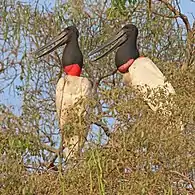 Pair on nest, in the Pantanal, Brazil