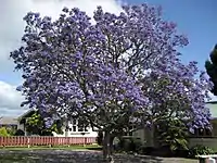 Jacaranda (Blue Jacaranda, Palisander, Nupur नुपुर, Neelmohar नीलमोहर, Green Ebony Tree) -- Jacaranda mimosifolia