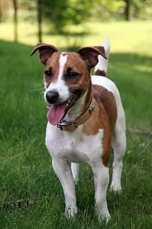 a small white dog with chestnut patches over both eyes and on the body