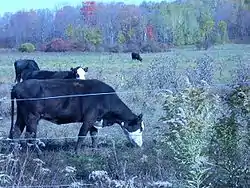 A Jackson Township pasture