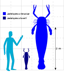 Size diagram of the two species of Jaekelopterus