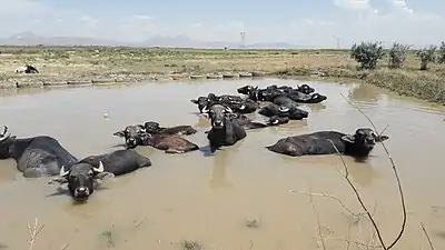 Water buffalos in Saghalan