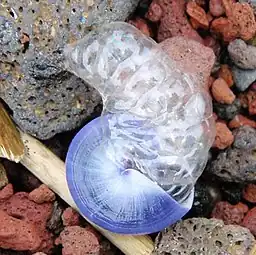 Janthina janthina sea snail with its bubble raft, washed up on the east shore of the island of Maui, Hawaii