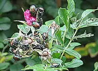 Feeding, Ottawa