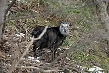 A photograph of a dark grey goat-antelope in a forest. It stands through trees in the centre distance, body facing left, face towards the camera.