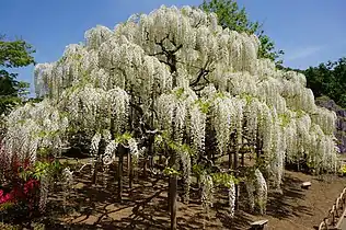 White wisteria at Ashikaga Flower Park