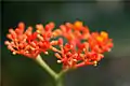 Close-up of Jatropha podagrica