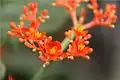 Close-up of Jatropha podagrica