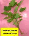 propagation of Jatropha curcas by stem cutting