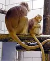 Javan lutung Trachypithecus auratus auratus (light morph) in Bristol zoo