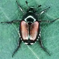 Japanese beetle adult