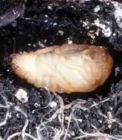 Japanese beetle pupa