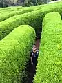 A maze in Jeju City, Korea