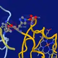 Highlighting two salt bridges in hemoglobin tetramer (hemo group as sticks at bottom-right).