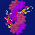 A fragment of transcription factor TFIIIA forming three consecutive zinc finger motifs, bound to a stretch of DNA.