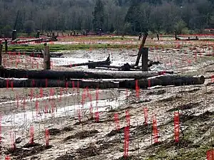 Hundreds of red mesh plant protectors attached to sticks rise from a flat muddy area near a woods. Many stumps or pieces of trees rise vertically from the bog, and tree trunks lie scattered here and there.