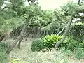 Trees in Jōgashima.