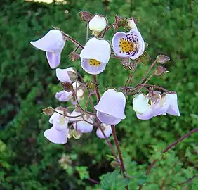 Jovellana violacea