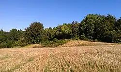 A round earth tumulus in a grassy area in the corner of a field