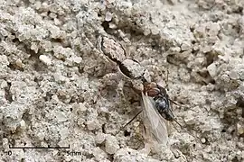 Jumping spider: a disruptively camouflaged invertebrate predator