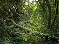 Forest in Lazar's Canyon