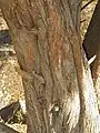 Bark, Central Spain