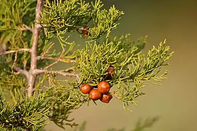 Foliage and cones