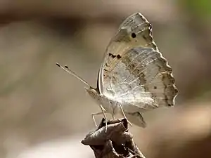 Underside