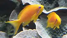 Image 6The sea goldie is an anthias. They are hermaphrodite, and swim in "harems". (from Coastal fish)