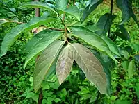 The leaves of date-plum.