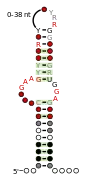 A consensus secondary structure and primary sequence for the kink-turn RNA motif.