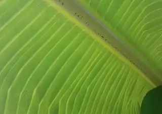 K.Pudur Village Banana Leaf