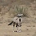 Oryx gazella