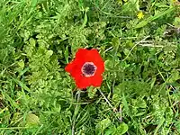 Anemone coronaria