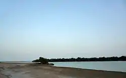 Mangrove swamp in Kalba