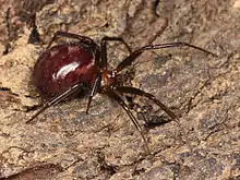 Steatoda grossa