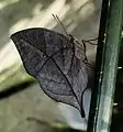 Specimen from the Collodi Butterfly House of Tuscany, Italy