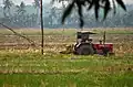 Local paddy field