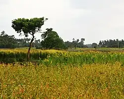 Part of farm land near Kandarodai in Jaffna peninsula.