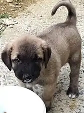 Kangal puppy eating yogurt