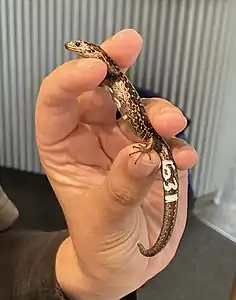 Measured and photographed skink, temporarily labelled with white marker which wears off in a few days